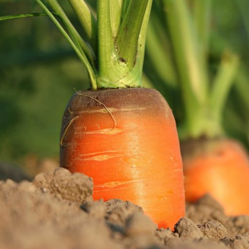 carrot growth vegetables 1565597