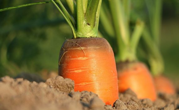 carrot growth vegetables 1565597
